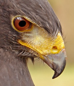 Harris Hawk Website